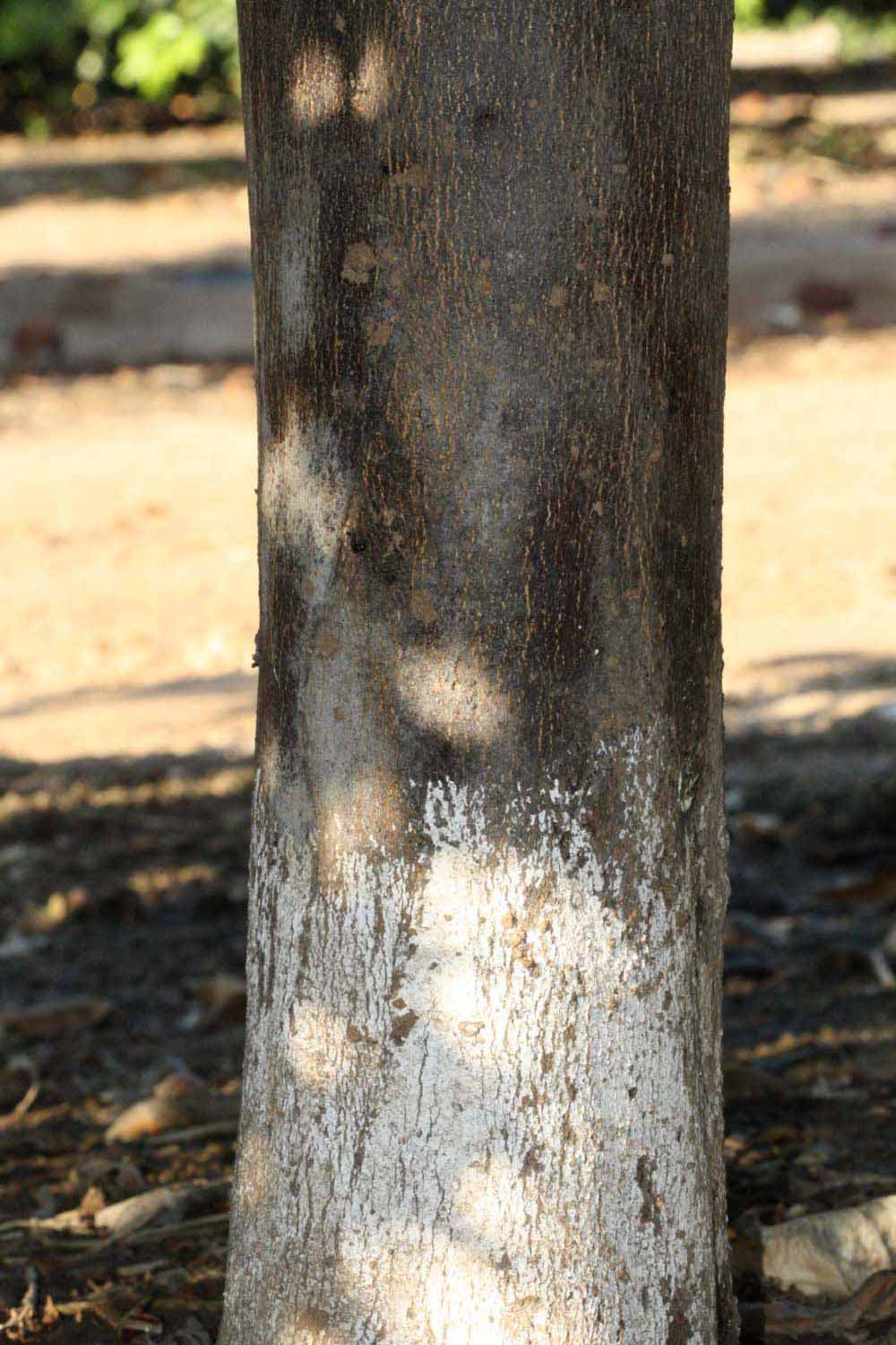            Bark (Riverside, CA)   